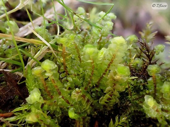 Scapania irrigua